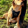 Asmus - eine typische Labradorseele