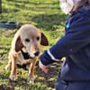 Asmus - eine typische Labradorseele