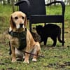 Asmus - eine typische Labradorseele