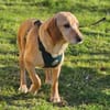 Asmus - eine typische Labradorseele