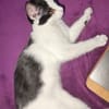 PEPPER