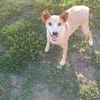 TOBIA URGENTE ADOZIONE DEL CUORE