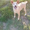 TOBIA URGENTE ADOZIONE DEL CUORE