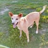 TOBIA URGENTE ADOZIONE DEL CUORE