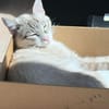 Kleiner Wildfang Pepito sucht Home
