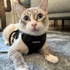 Kleiner Wildfang Pepito sucht Home