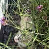 Kleiner Wildfang Pepito sucht Home