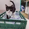 Schmusekater Byron sucht noch immer!