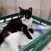 Schmusekater Byron sucht noch immer!