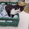 Schmusekater Byron sucht noch immer!