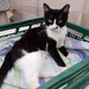 Schmusekater Byron sucht noch immer!