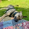 aufgeschlossene Hündin, Frida, 1,5 J.