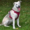 Schäferhund Mix Emmi sucht tolle Mensc
