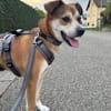 Henry ist sensibel