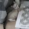 Zutraulicher, junger Kater Mc Eyes