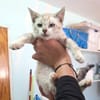 Zutraulicher, junger Kater Mc Eyes