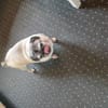 Mops Duo sucht Zuhause