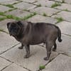 Mops Duo sucht Zuhause