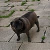 Mops Duo sucht Zuhause