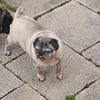 Mops Duo sucht Zuhause
