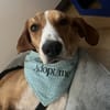 Siggi, geb. ca. 01/2023, 52064 Aachen