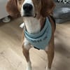 Siggi, geb. ca. 01/2023, 52064 Aachen