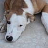 🆘Milu - jung und verspielt