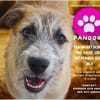 Pandora - Zuhause/Pflegestelle gesucht