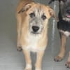 Pandora - Zuhause/Pflegestelle gesucht