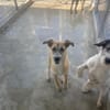 Pandora - Zuhause/Pflegestelle gesucht