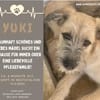 die tolle Yuki - Zuhause/Pflegestelle