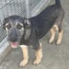 Benji  sanfter Junge sucht Zuhause