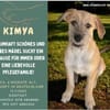 tolle Kimya - Zuhause od. Pflegestelle