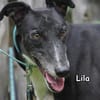 LILA