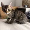 Zula - SUCHT EIN NEUES ZUHAUSE