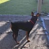 Toby13 sucht ein Zuhause