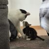 Der kleine TITUS sucht ein Zuhause