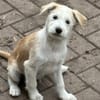 Samba sucht Familie