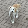 Samba sucht Familie