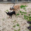 2 Hündchen im Doppelpack