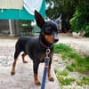 2 Hündchen im Doppelpack
