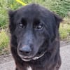 Tobi -  ein Herz auf 4 Pfoten