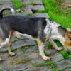Bony, freundlich, offen, neugierig