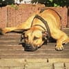 Juni sanfte sensible Seele