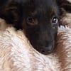 Papillon Mix Tashi will die Welt sehen E