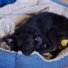 Papillon Mix Tashi will die Welt sehen E