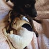Papillon Mix Tashi will die Welt sehen E