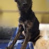 Papillon Mix Tashi will die Welt sehen E