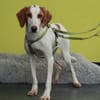Cooper sucht sein neues zu Hause ....