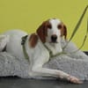 Cooper sucht sein neues zu Hause ....